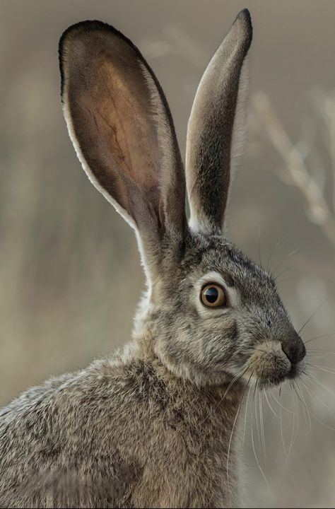 Hare Pictures, Rabbit Portrait, Hare Painting, Rabbit Life, Carnival Of The Animals, Animal T Shirt, Rabbit Pictures, Rabbit Photos, Tattoo Nature