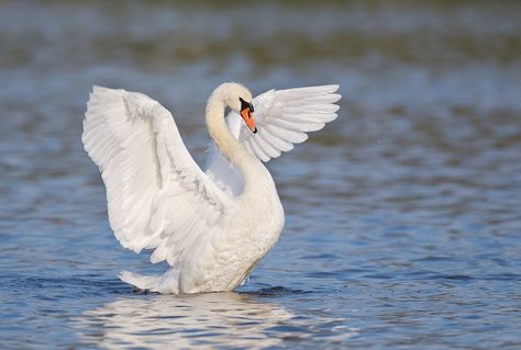 mute-swan Swan Drawing, Swan Wings, Swan Tattoo, Swan Painting, Swan Love, Spirit Animal Totem, The Ugly Duckling, Mute Swan, Swans Art