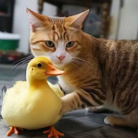 Duck and cat playing #duck #cat Duck And Cat, Duck Photo, Nature Iphone Wallpaper, A Cute Cat, Cute Duck, Cat Playing, Wallpaper Ideas, My Cat, Cute Cat