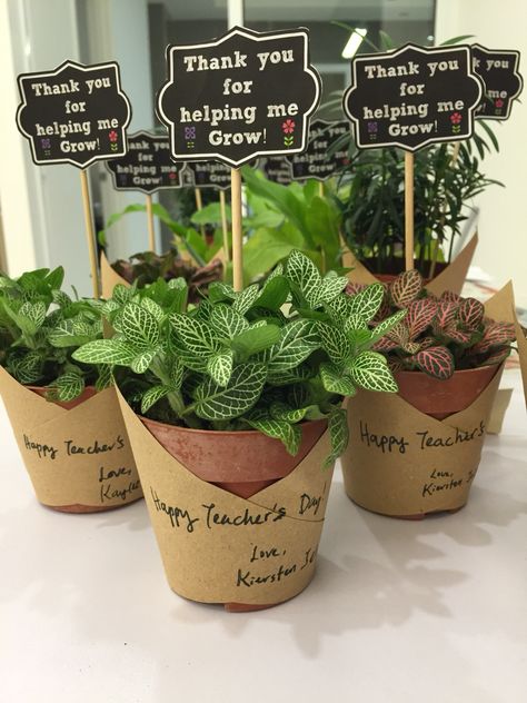 Small Plants Gift Ideas, Plant Gift Hamper Ideas, Teacher Gifts Plants, Teachers Day Hamper Ideas, Plants In School, Small Gifts For Teachers Appreciation, Potted Plant Gift Ideas, Plant Gift For Teacher, Plant Present Ideas