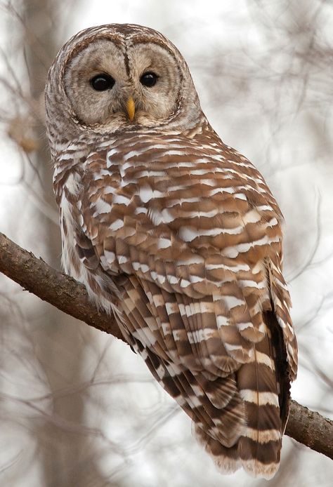 Barred Owl Photography, Barred Owls, Owl Species, Bird Facts, Owl Photography, Barred Owl, Owl Photos, Owls Drawing, Owl Pictures