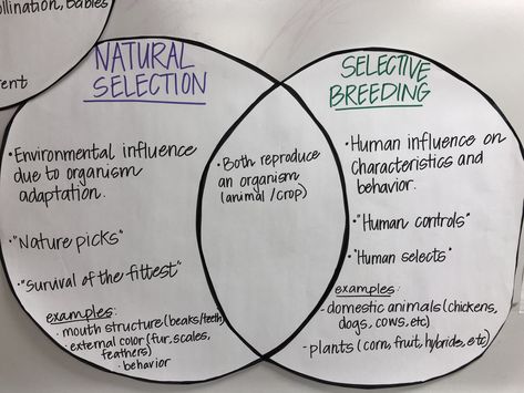 Natural Selection Activity, Natural Selection Notes, Evolution Activities, Graphing Linear Inequalities, Neet Biology, Igcse Biology, Gcse Biology, Middle School Science Classroom, Science Anchor Charts