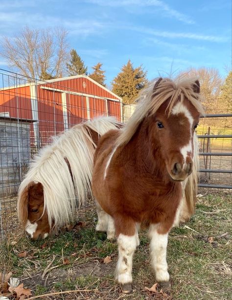 Shetland Pony Aesthetic, Horse Stable Aesthetic, Shetty Pony, Miniature Shetland Pony, Mini Shetland Pony, Mini Shetland, Shetland Ponies, Miniature Ponies, Horse Markings