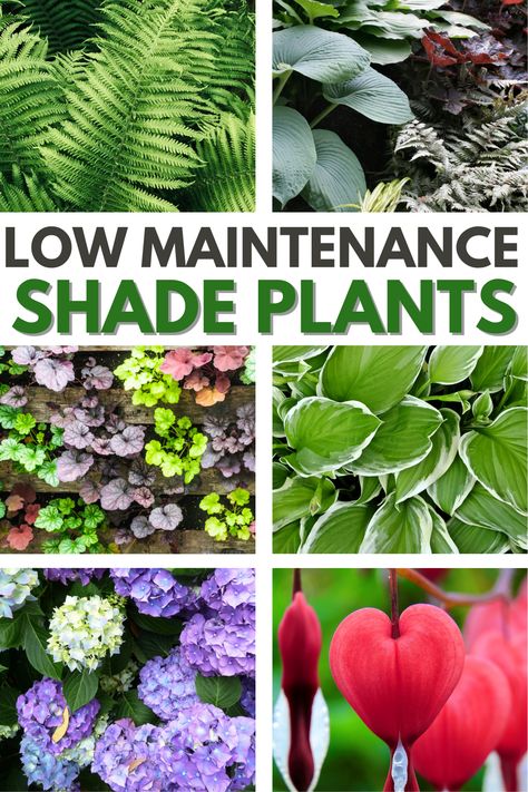 Low Maintenance Shade Plants will help you have the garden space you want even if your yard has lots of shade or partial shade. #lowmaintenanceshadeplants #shadegarden #shadeplant #lowmaintenance #shadelovingplants Low Maintenance Plants Outdoor, Shade Perennial Garden, Shade Landscaping, Moderne Have, Shady Garden, Shade Loving Perennials, Shade Garden Plants, Front Yard Garden Design, Shade Flowers