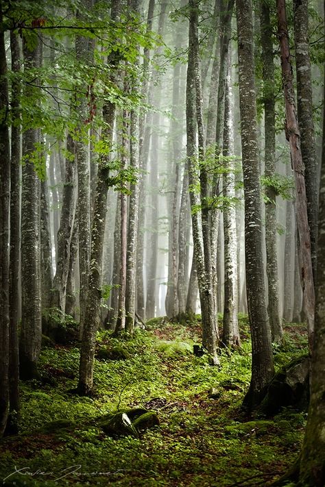 ... Natural Path, Enchanted Wood, Spring Pictures, Into The Forest, Have Inspiration, Walk In The Woods, Tree Forest, Magical Forest, Into The Woods