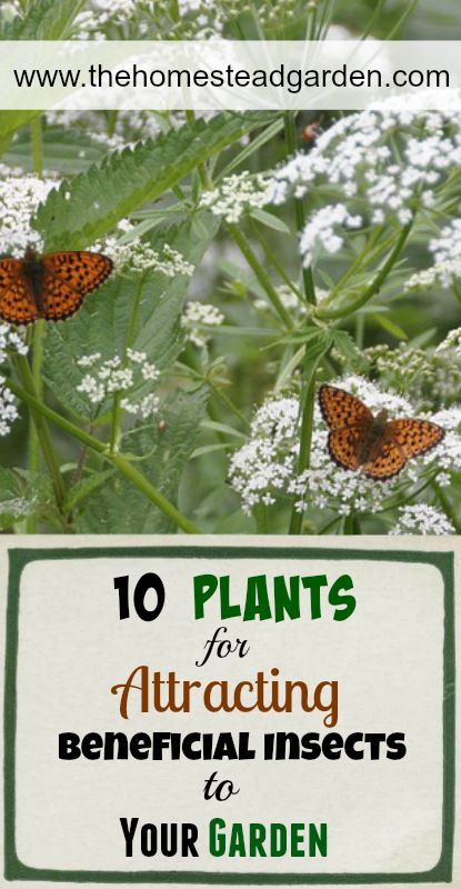 10 Plants for Attracting Beneficial Insects to Your Garden www.thehomesteadgarden.com Organic Insecticide, Organic Pesticide, Homestead Gardens, Attracting Beneficial Insects, Organic Vegetable Garden, Meteor Garden 2018, Pollinator Garden, Organic Gardening Tips, Beneficial Insects