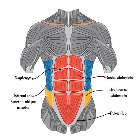 Muscles of Abdomen and Back for a Fitness App Abdomen Muscles Anatomy, Ab Muscles Anatomy, Abdominal Muscles Anatomy, Abdominal Anatomy, Torso Anatomy, Yoga Muscles, Abs Muscles, Ipad Notes, Latissimus Dorsi