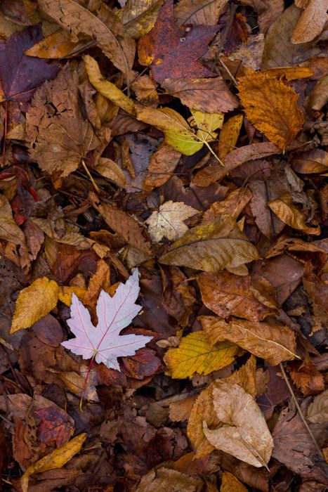 Blonde Autumn, Leaf Pictures, Pictures Of Leaves, Leaves On The Ground, Leaf Photography, Colour Story, Music Collage, Autumn Leaves Photography, Cozy Moments