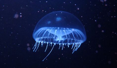 Crystal Jelly - vic high Purple Striped Jellyfish, Jellyfish Fairy, White Spotted Jellyfish, Spotted Jellyfish, Crystal Jellyfish, Types Of Jellyfish, Mermay 2023, Jellyfish Species, Lion's Mane Jellyfish