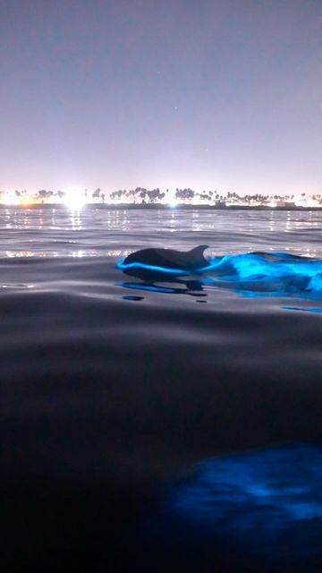 Josh Gravley on Instagram: "Dolphins in bioluminescence!  A few weeks ago, the South Bay had extremely bright bioluminescence. A few friends and I were very lucky to see a pod of bottlenose dolphins swimming around in it.   I filmed this video on my @sonyalpha and I’m pretty stoked with how it came out.   Thank you to @loloplaneix for taking us out 🛥️  -  #bioluminescence #sonyalpha #nature #bioluminescent #sony #abc7eyewitness #livetoexplore #dolphins" Bioluminescent Ocean, Dr Aesthetic, Dolphins Swimming, Manifesting Vision Board, Bottlenose Dolphin, South Bay, The South, Dolphins, Vision Board