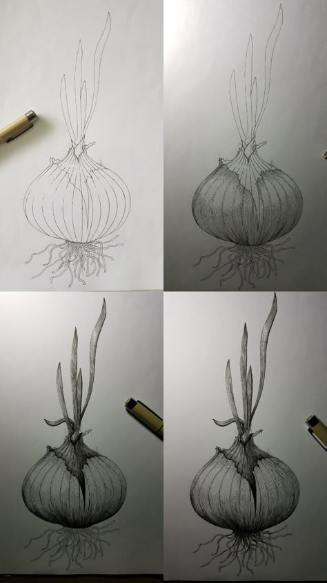 Onion Drawing Pencil, Onion Sketch, Onion Drawing, Ink Cross Hatching, Colored Pencil Drawing Tutorial, Vegetable Drawing, Pencil Drawing Tutorials, Fruits Drawing, Pencil Shading