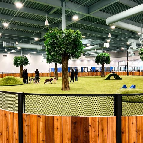 Indoor Dog Park - Petfinity Dog Park In Backyard, Indoor Dog Training Room, Indoor Dog Park Design, Dog Park Design Architecture, Home Dog Park Ideas, Dog Playroom Indoor, Pet Resort Design, Doggie Daycare Ideas Design Play Areas, Dog Sanctuary Ideas Animal Rescue