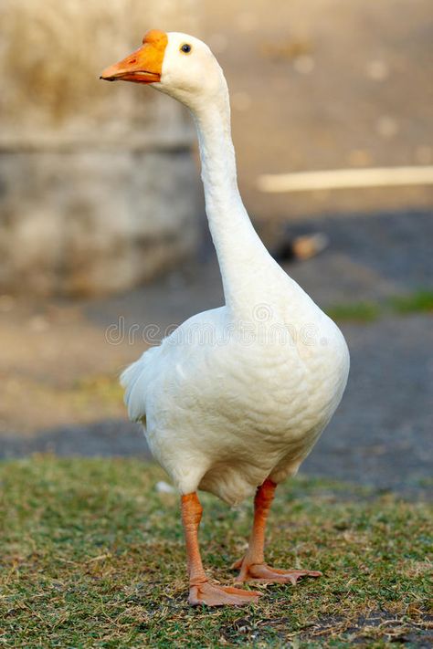 Goose Goose Duck, Geese Photography, Geese Breeds, Animals Name In English, Untitled Goose Game, Game Cute, Goose Game, Funny Goose, What The Duck