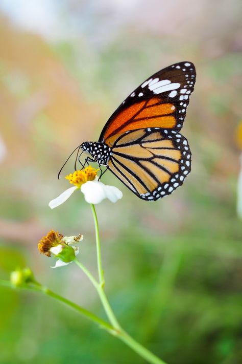 Atrapasueños Diy, Butterfly On Flower, Fireworks Pictures, Freedom Art, Flower Reference, Insect Photography, Butterfly Art Painting, Observational Drawing, Chinese Art Painting