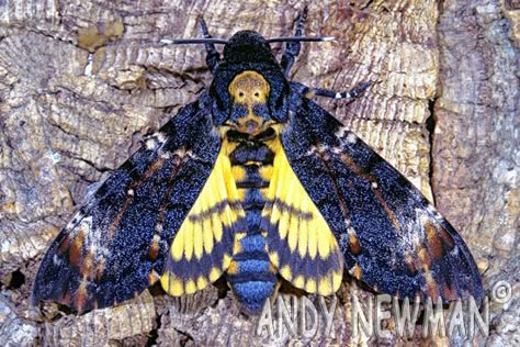 Snow Goblin, Deathhead Moth, Entomology Decor, Victorian Masquerade, Hole In The Sky, Microscopic Photography, Crop Pictures, Moth Tattoo, Hawk Moth