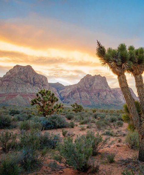 Nevada Desert Landscape, Rachel Nevada, Vegas Painting, Nevada Aesthetic, Nevada Landscape, Neon Desert, Horse Background, Road Trip Ideas, Best Road Trips