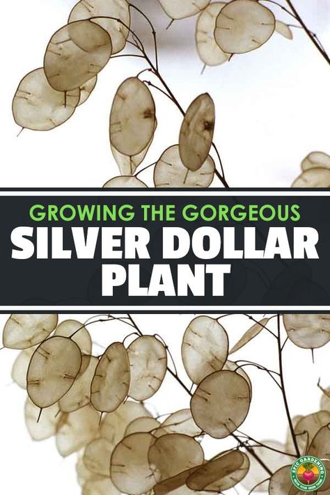 Learn how to grow the silver dollar plant, or lunaria annua, in your garden. The silvery seed pods will add a new level of beauty to your yard. via @epicgardening Fall Vegetables To Plant, Silver Dollar Plant, Epic Gardening, Dollar Plant, Silver Plant, Vegetable Garden Tips, Gardening Landscaping, Silver Dollar Eucalyptus, Backyard Vegetable Gardens