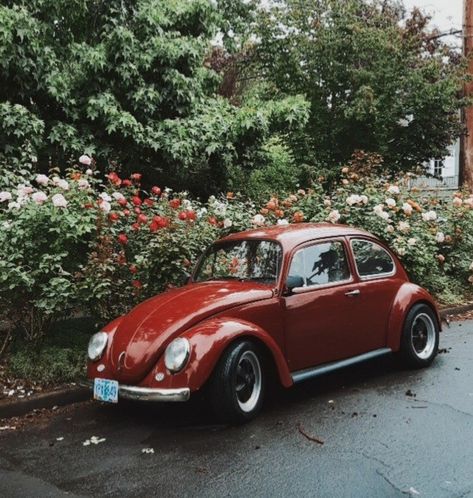 1960s beetle and rose bushes 70s Beetle Car, Old Beetle Car Aesthetic, 70s Vw Beetle, 60s Volkswagen Beetle, 1966 Volkswagen Beetle, 1960s Volkswagen Beetle, 1960 Volkswagen Beetle, 1960s Cars Vintage, Voltzwagon Bug Aesthetic