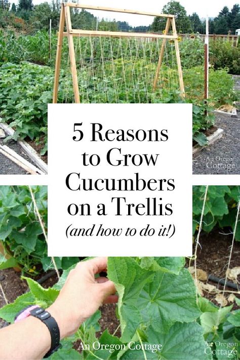 5 Reasons why growing cucumbers on a trellis is the best way to grow them, no matter the size of your garden and how to grow them vertically for the best results! Raised Bed Diy, Trellis Raised Bed, Grow Cucumber, Cucumber Trellis Diy, Grow Cucumbers, Growing Squash, Cucumber Gardening, Growing Zucchini, Trellis Diy