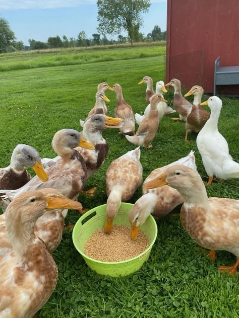 Saxony Ducklings for sale, 3months and 6months old , Pekin Ducks, Ducks And Chickens, Duck Farming, Raising Farm Animals, Pet Ducks, Ducks And Geese, Future Farms, Duck Pond, Farm Lifestyle