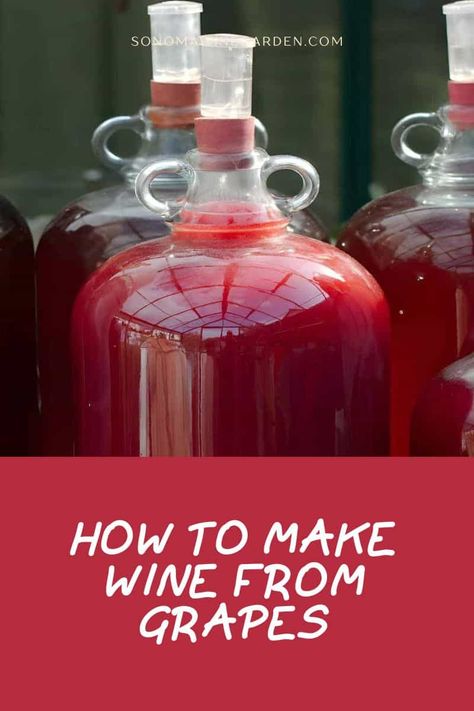 Concord Grape Wine Recipe, Wine Recipes Homemade, Easy Wine Recipes, Grape Wine Recipe, Make Wine At Home, Making Wine From Grapes, Fruit Wine Recipes, Wine From Grapes, Home Made Wine