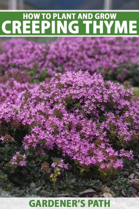 Red Creeping Thyme, Wellness Cafe, Groundcover Plants, Florida Gardens, Thyme Plant, Herbs Growing, Backyard Plans, Homestead Gardening, Creeping Thyme