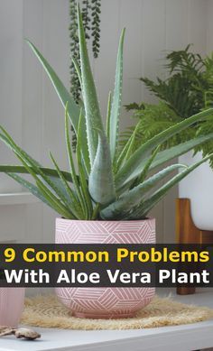 Aloe Vera Indoor, Aloe Plant Care, Aloe Vera Plant Indoor, Growing Aloe Vera, Plant Care Houseplant, Plant Problems, Aloe Plant, Aloe Vera Plant, Inside Plants