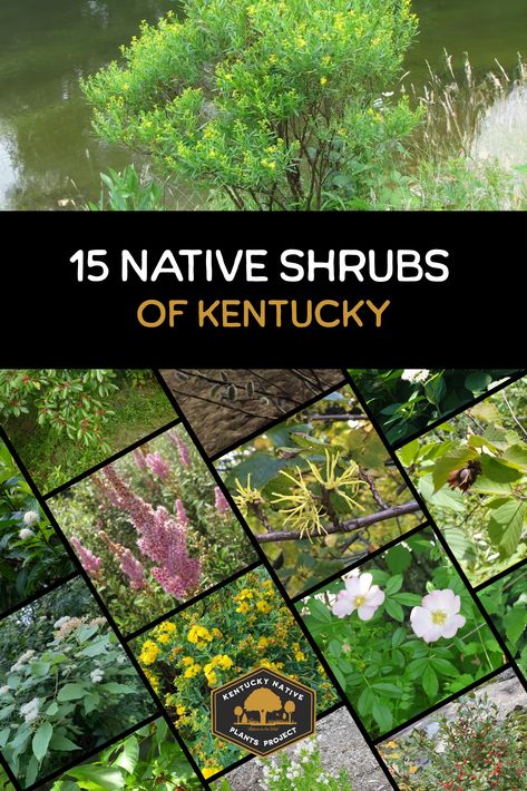 native shrubs of kentucky Best Plants To Grow In Kentucky, Kentucky Native Landscaping, Native Kentucky Flowers, Native Kentucky Plants, Kentucky Native Plants, Native Viburnum, Kentucky Gardening, Kentucky Flowers, Kentucky Garden