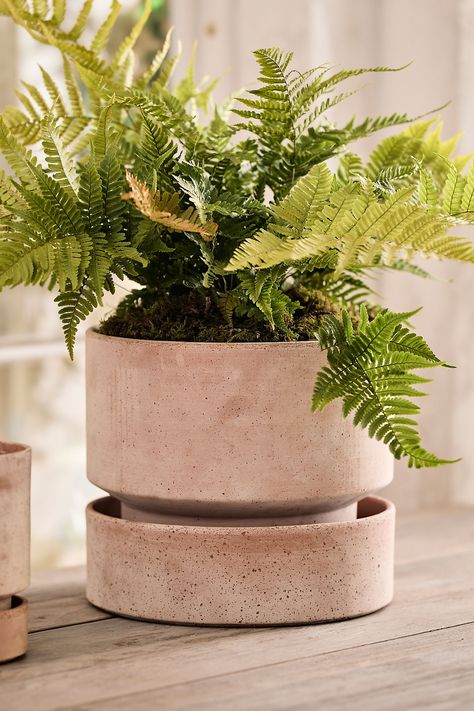 Elegant in its simplicity, this straight-sided flower pot rests atop a tapered base that nests perfectly into the coordinating saucer. Every pot is made from the best quality Italian terracotta clay, high-fired for frost resistance and indoor-outdoor durability. With time and handling, the terracotta will develop a weathered patina; you may polish your planters with a mild vinegar solution and soft cloth to restore a spotless appearance. Indoor Plants Styling Living Rooms, Upcycled Planter, Indoor Plants Low Light, Indoor Plants Styling, Creative Planter, Terra Cotta Clay Pots, Planter Project, Modern Pot, Planting Pots