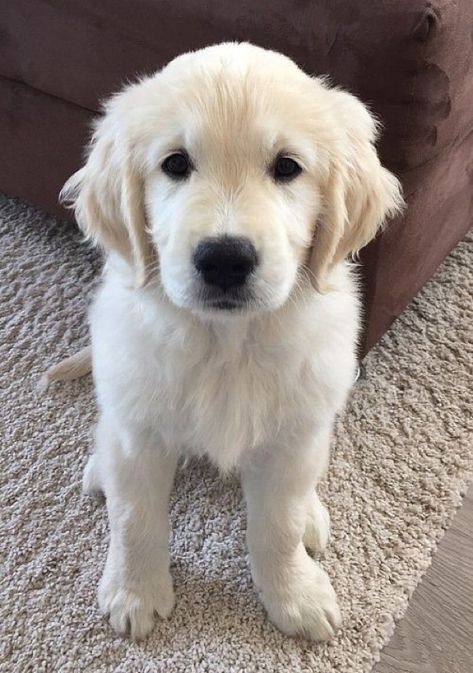 White Retriever, Chien Golden Retriever, White Dog, Retriever Puppy, Dogs Golden Retriever, Cute Dogs And Puppies, Retriever Dog, Golden Retrievers