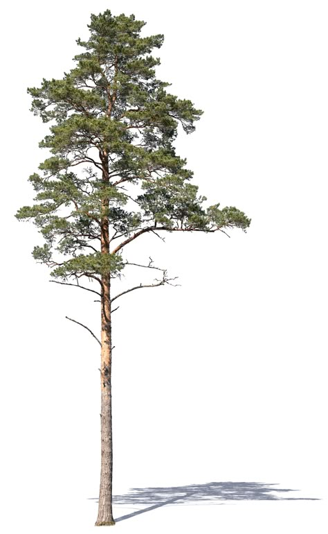 A cut out tall pine tree Tree Psd, Pine Tree Drawing, Tree Cut Out, Tree Photoshop, Pine Tree Art, Tree Plan, Landscape Architecture Drawing, Tree Sketches, Seni Dan Kraf