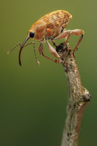 Curculio glandium - Eikelboorder (2) | Male Acorn weevil (7.… | Flickr Insects Reference, Cool Bugs, Beautiful Bugs, Creepy Crawlies, A Bug, Arthropods, Little Critter, Creature Feature, Arachnids