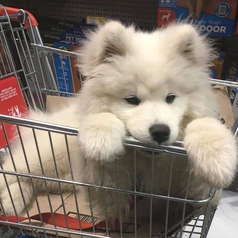 Samoyed Puppy, Very Cute Puppies, Samoyed Dogs, Cute Animals Puppies, Very Cute Dogs, Fluffy Dogs, Silly Dogs, Pretty Animals, White Dog