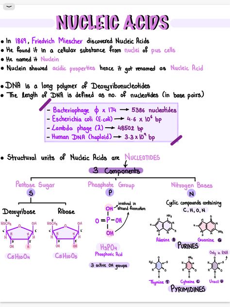 Biology❤️ How To Study Biology High Schools, Biomolecules Notes Biology Neet, As Level Biology Notes, Biomedical Science Notes, Biology Study Guide, Biomolecules Notes Biology Class 11 Neet, Macromolecules Biology Notes, Grade 11 Biology Notes, Human Biology Notes