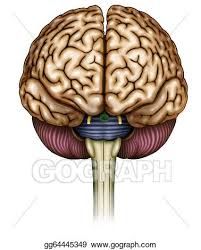 Drawing - Front view of the brain. Clipart Drawing gg64445349 - GoGraph Brain Drawing Front View, Brain Front View, Brain Drawing Simple, Brain Clipart, Brain Drawing, Human Anatomy Art, Stencil Ideas, Artist Portfolio, Ap Art