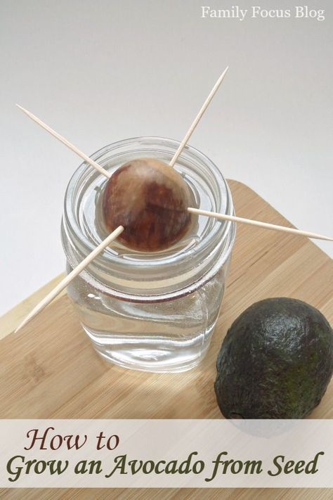 Grow Avocado From Pit, Avocado From Seed, Avocado Plant From Seed, Growing Avocado, Avocado Seed Growing, Avocado Pit, Seed Growing, Grow Avocado, Avocado Plant