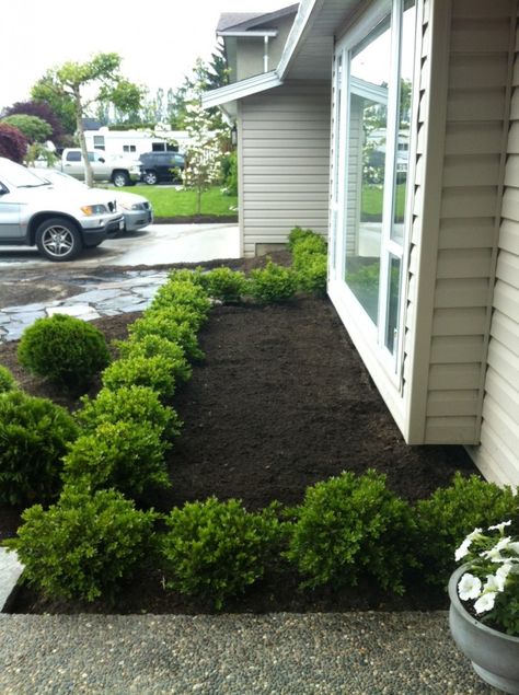 love the border Boxwoods Around Patio, Boxwood Walkway Pathways, Front Yard Boxwood Hedge, Green Velvet Boxwood Front Yards, Boxwood In Front Of House, Boxwood Lined Walkway, Boxwoods And Roses Front Of House, Front Yard Landscaping With Boxwoods, Boxwood Garden Ideas