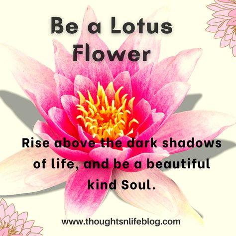 Be a Lotus Flower. Lotus Flower Quotes Inspirational, Lotus Sayings, Lotus Quotes, Lotus Quote, Lotus Flower Quote, Flower Quotes Inspirational, Lotus House, Lotus Flower Meaning, Soul Vibes