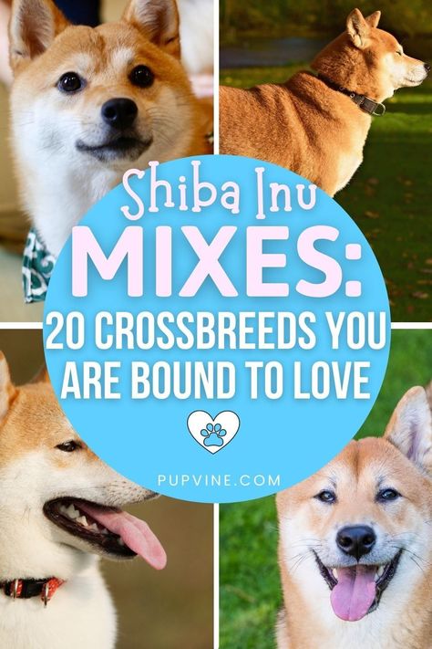 Shiba Inu Mix Breeds, Rottweiler Mix Puppies, Shiba Inu Mix, Pugs For Sale, Rottweiler Mix, Designer Dogs, Corgi Mix, Beagle Mix, Husky Mix