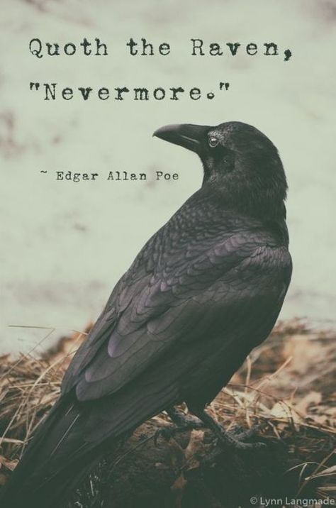 Eerie Quotes, Raven Quotes, Poe Poetry, Spooky Photography, Spooky Quotes, Edgar Allen Poe Quotes, Spooky Photos, Quoth The Raven Nevermore, Photography Halloween