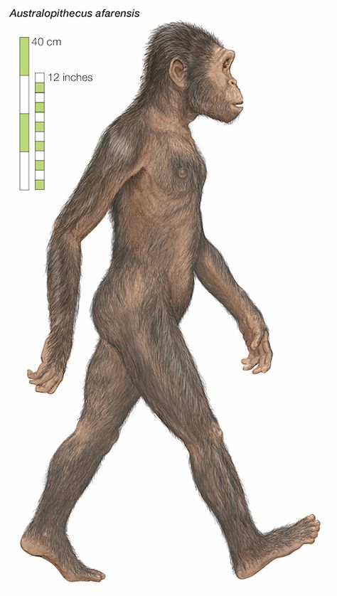 Australopithecus afarensis - Encyclopaedia Britannica Human Evolution Tree, Australopithecus Afarensis, Physical Anthropology, Biological Anthropology, Homo Habilis, Prehistoric Man, Early Man, Early Humans, Human Evolution