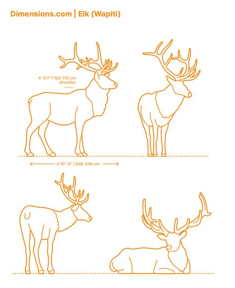 Elk Illustration, Elk Drawing, Elk Art, Animal Cutouts, Deer Illustration, Animal Illustration Art, Art Basics, Wood Carving Designs, Deer Art