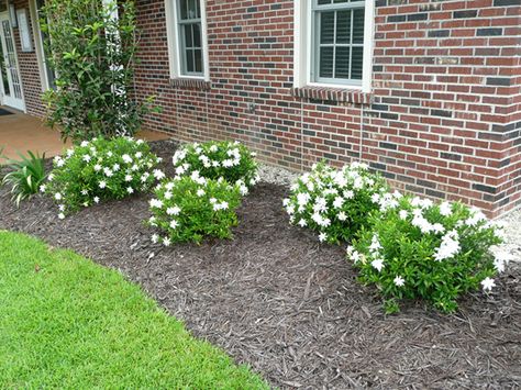 Frostproof Gardenia a Louisiana Super Plant Frostproof Gardenia, Louisiana Gardening, Gardenia Shrub, Gardenia Bush, Garden Wonderland, Gardenia Plant, Front Garden Landscape, Lavender Garden, Front Lawn