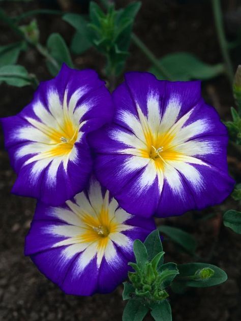 Add a punch of purple to your garden beds and borders with annual flower picks for every season. Morning Glory Flowers, Hgtv Garden, Natural Bedding, Garden Vines, Beautiful Flowers Photography, Morning Glories, Wonderful Flowers, Unusual Flowers, Annual Flowers