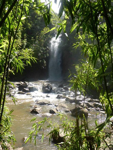 Bamboo Waterfall, Paddington Station, Forest Waterfall, Waterfall Paintings, Environment Reference, Japanese Bamboo, Road To Hana, Bamboo Forest, Terrarium