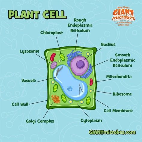 3d Plant Cell Project, Plant Cell Drawing, 3d Plant Cell, Edible Cell Project, Plant Cell Project, Edible Cell, Cell Drawing, Anatomy Decor, Plant Cell Model