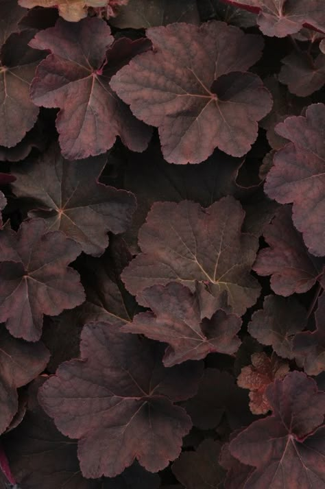 whitenoten Dark Ivy, Dark Leaves, Coral Bells Heuchera, Coral Bells, Gothic Garden, Brown Leaves, Shade Perennials, Brown Flowers, Shade Plants