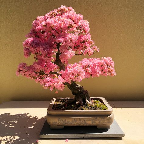 Bonsai! Bonzai Tree Aesthetic, Caduceus Aesthetic, Aesthetic Bonsai, Wonderland Park, Baby Tree, Eyelash Salon, Wholesale Hair Accessories, Sakura Tree, Bonsai Art