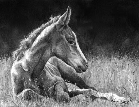 Equine Art Pencil Drawings, Horse Laying Down, Horse Pencil Drawing, Drawing Horses, Dog Soldiers, Animal Drawings Sketches, Drawing Pictures, Pastel Portraits, Colorful Oil Painting