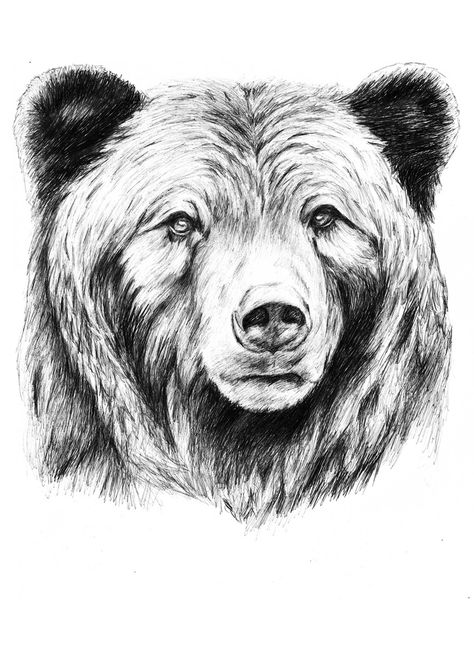 grizzly | jasmin lünstroth | Flickr                                                                                                                                                                                 Más Bear Sketch Tattoo, Grizzly Bear Drawing, Beruang Grizzly, Grizzly Bear Tattoos, Bear Face Drawing, Tattoo Bear, Photo Ours, Bear Sketch, Bear Tattoo Designs